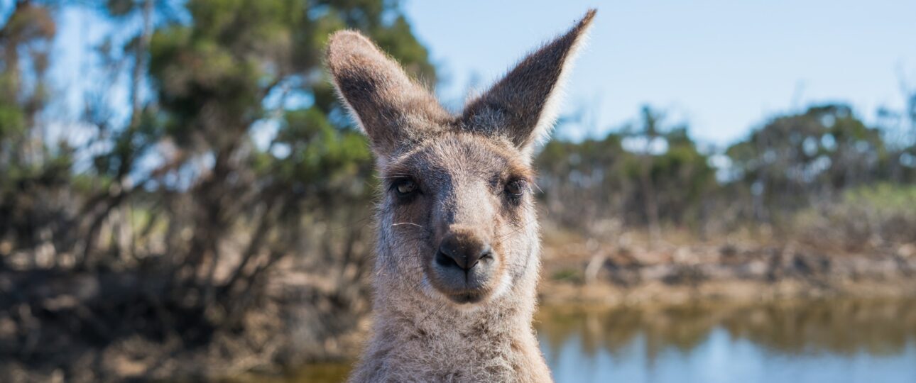 Australian kangaroo