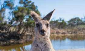 Australian kangaroo