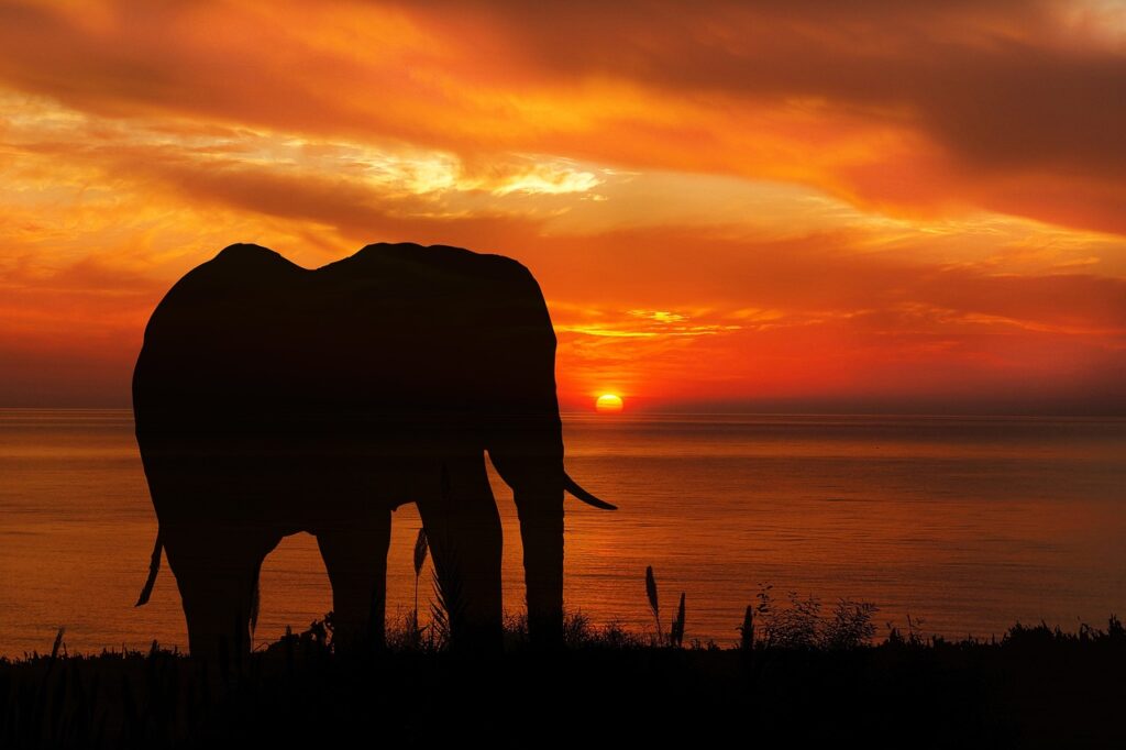 Gabon, Landscape and elephant