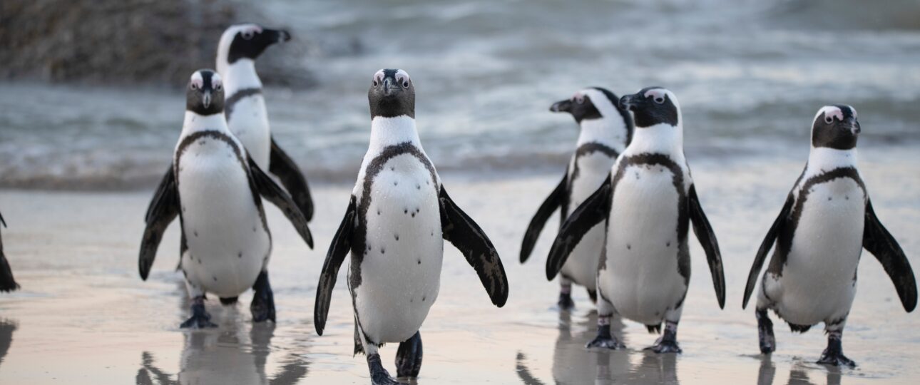 Magellanic penguins