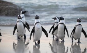 Magellanic penguins