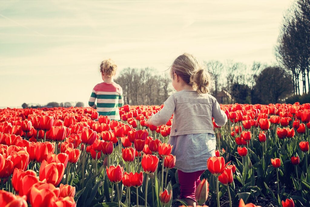 Netherlands tulips