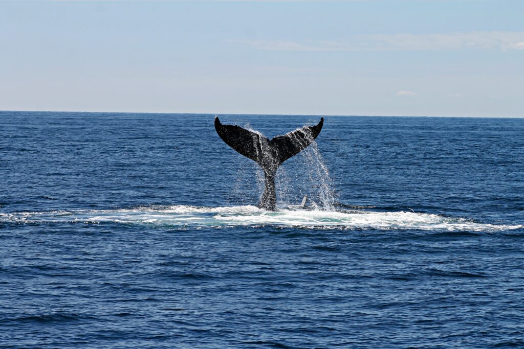 Whale Watching