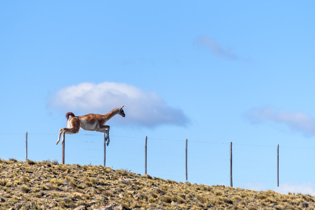 Guanaco animal in El Chaltén, Argentina