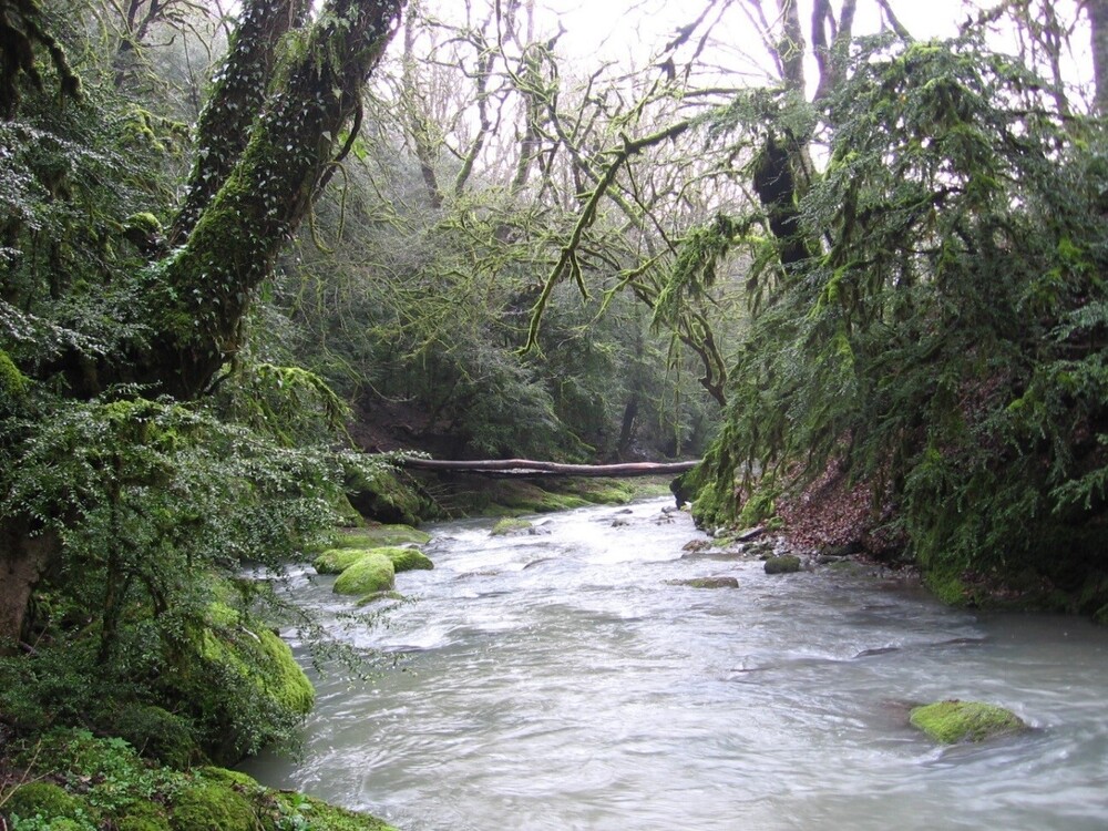 Hyrcanian Forests. Azerbaijan