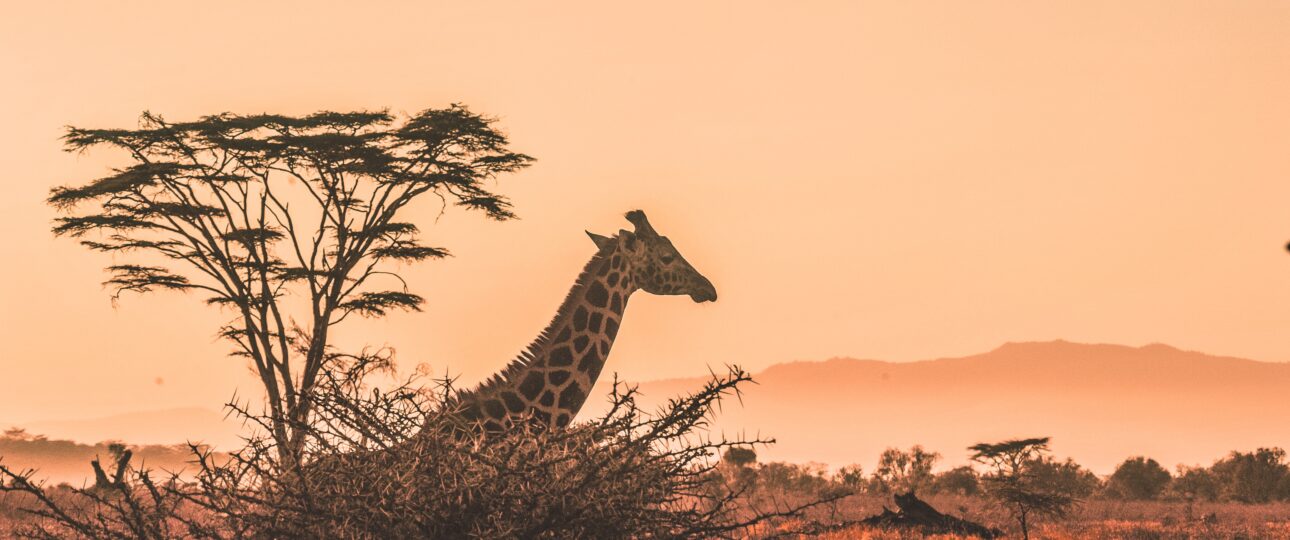 giraffe in Africa