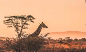 giraffe in Africa